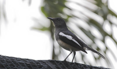 Oriental Magpie-Robin - Dayallijster