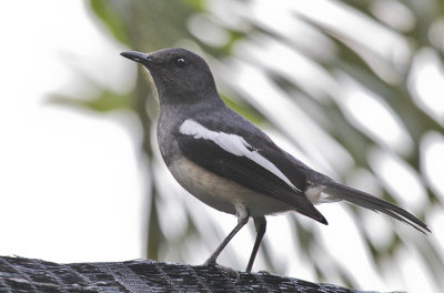 Oriental Magpie-Robin - Dayallijster