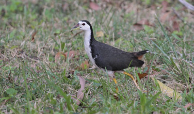 White-breasted Waterhen - Witborstwaterhoen