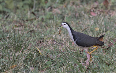 White-breasted Waterhen - Witborstwaterhoen