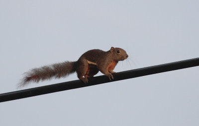 Plaintain Squirrel - Zwartneuseekhoorn