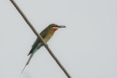 Blue-tailed Bee-eater - Blauwstaartbijeneter