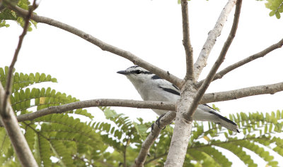 Pied Triller - Bonte Triller