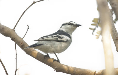 Pied Triller - Bonte Triller