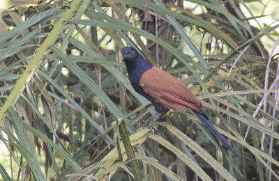 Greater Coucal - Chinese Spoorkoekoek