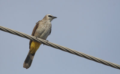Yellow-vented Bulbul - Wenkbrauwbuulbuul