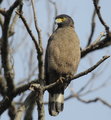 Crested Serpent Eagle - Indische Slangenarend