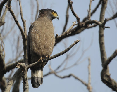 Crested Serpent Eagle - Indische Slangenarend