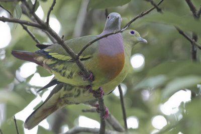 Pink-necked Green Pigeon - Maleise Papegaaiduif