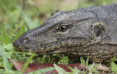 Water Monitor - Watervaraan