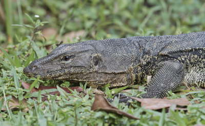 Water Monitor - Watervaraan