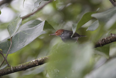 Ashy Tailorbird - Grijze Snijdervogel