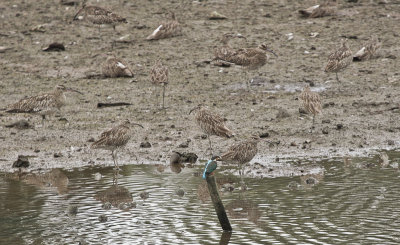 Common Kingfisher and Whimbrels - IJsvogel en Regenwulpen
