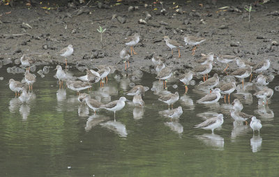 Common Greenshanks and Common Redshanks- Groenpootruiters en Tureluurs