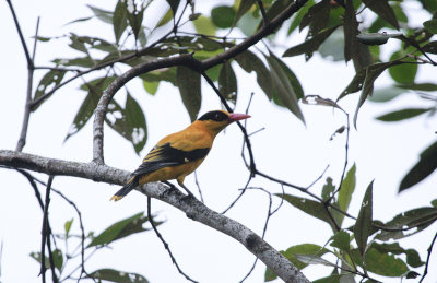 Black-naped Oriole - Chinese Wielewaal