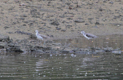 Marsh Sandpipers - Poelruiters