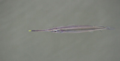 Fish sp.