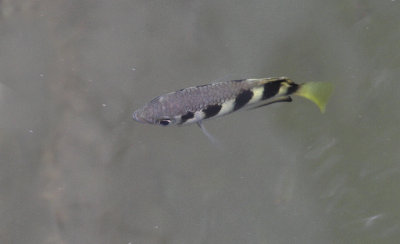 Fish sp.