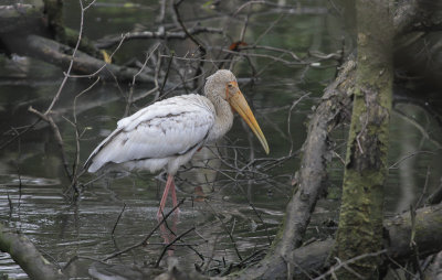 Milky Stork - Maleise Nimmerzat