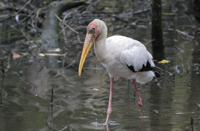 Milky Stork - Maleise Nimmerzat