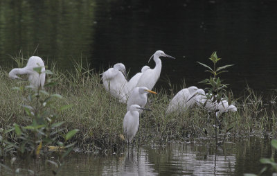 Intermediate Egret and Little Egrets - Middelste Zilverreiger en Kleine Zilverreigers