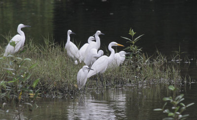 Intermediate Egret and Little Egrets - Middelste Zilverreiger en Kleine Zilverreigers