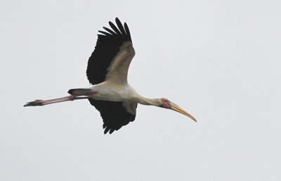Milky Stork - Maleise Nimmerzat