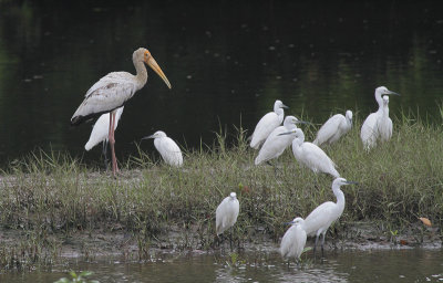 Milky Stork and Little Egrets - Maleise Nimmerzat en Kleine Zilverreigers