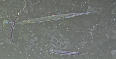 Spot-tail Needlefish (Strongylura strongylura)