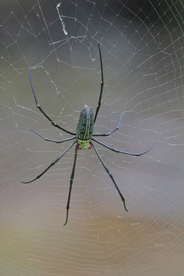 Black-and-Yellow Argiope