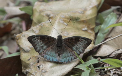 Tanaecia iapis