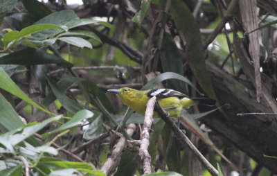 Common Iora - Gewone Iora