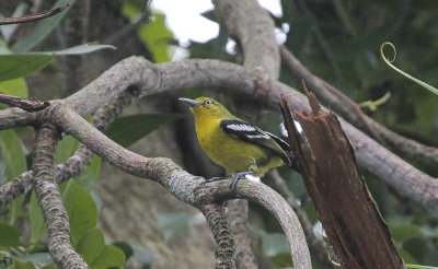 Common Iora - Gewone Iora