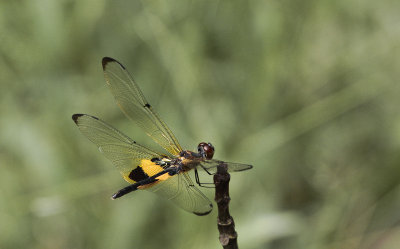 Rhyothemis phyllis