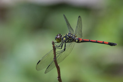 Agrionoptera insignis