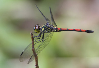 Agrionoptera insignis