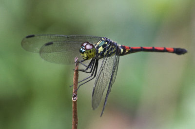 Agrionoptera insignis