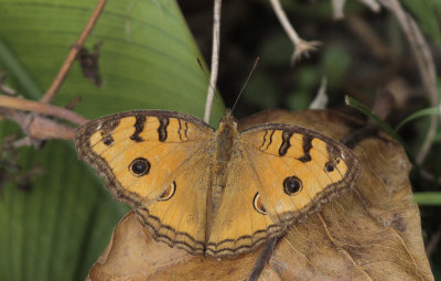 Peacock Pansy