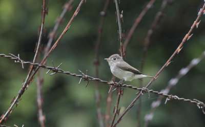 Asian Brown Flycatcher - Bruine Vliegenvanger