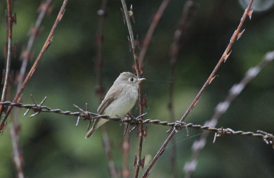 Asian Brown Flycatcher - Bruine Vliegenvanger