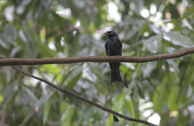 Greater Racket-tailed Drongo - Vlaggendrongo