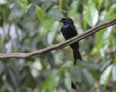 Greater Racket-tailed Drongo - Vlaggendrongo