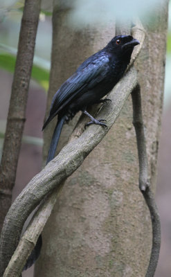 Greater Racket-tailed Drongo - Vlaggendrongo