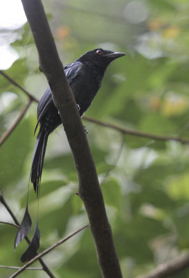 Greater Racket-tailed Drongo - Vlaggendrongo