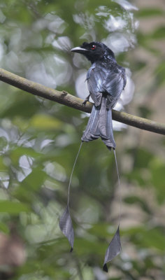 Greater Racket-tailed Drongo - Vlaggendrongo