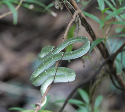 Wagler's Palm Viper