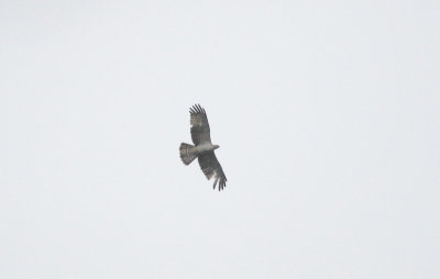 Oriental Honey Buzzard - Aziatische Wespendief