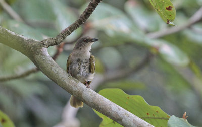 Olive-winged Bulbul - Maleise Buulbuul