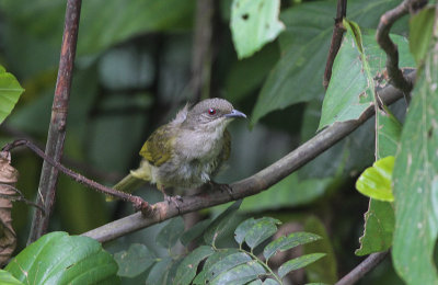 Olive-winged Bulbul - Maleise Buulbuul