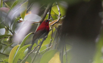 Crimson Sunbird - Geelrughoningzuiger